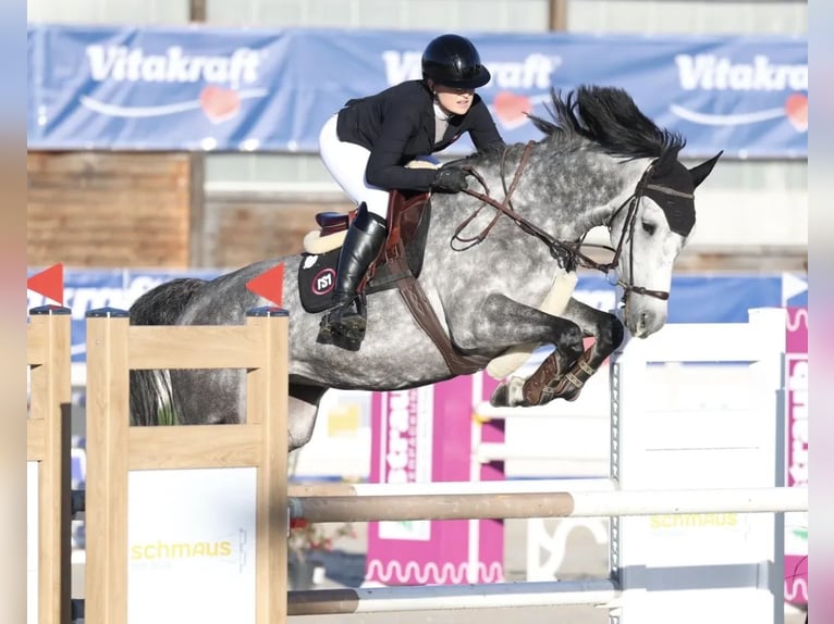 Oldenburger Springpferd Stute 8 Jahre 170 cm  in Bruchsal