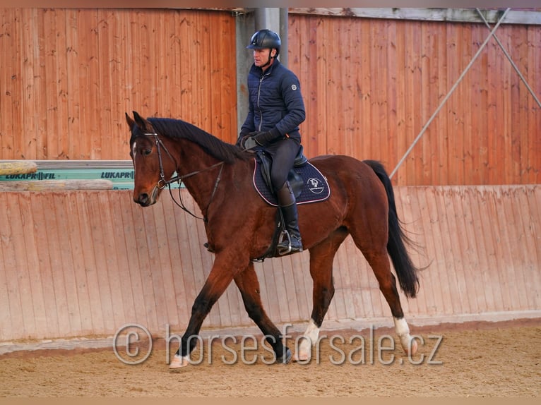 Oldenburger Springpferd Stute 8 Jahre 171 cm Brauner in Jindrichuv Hradec