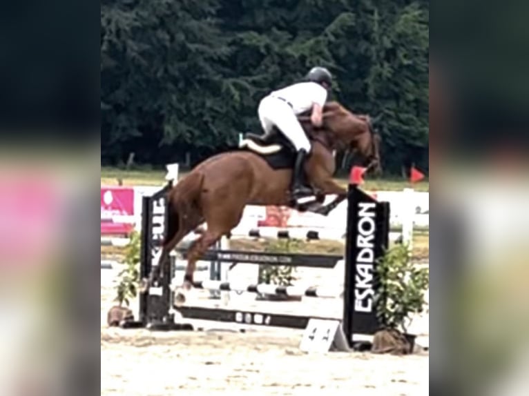 Oldenburger Springpferd Stute 8 Jahre 171 cm Fuchs in Hüllhorst