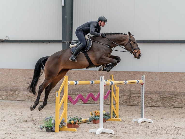 Oldenburger Springpferd Stute 8 Jahre 175 cm Rotbrauner in Zduchovice