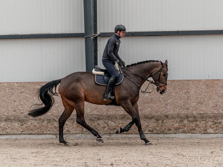 Oldenburger Springpferd Stute 8 Jahre 175 cm Rotbrauner in Zduchovice