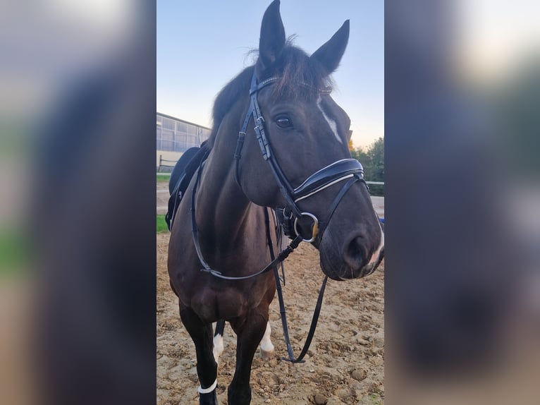 Oldenburger Springpferd Stute 8 Jahre 175 cm Schwarzbrauner in Wardow