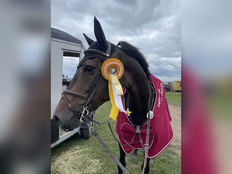 Oldenburger Springpferd Stute 8 Jahre 176 cm Dunkelbrauner in Springe