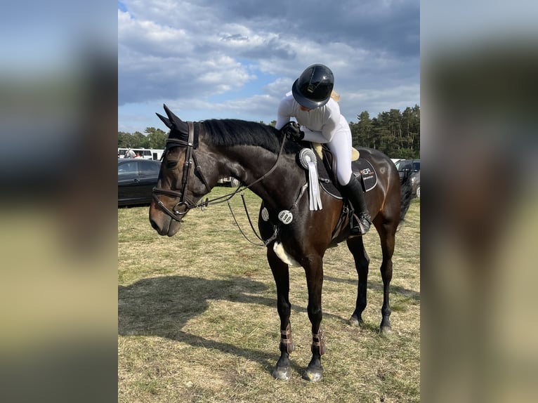 Oldenburger Springpferd Stute 8 Jahre 176 cm Dunkelbrauner in Springe