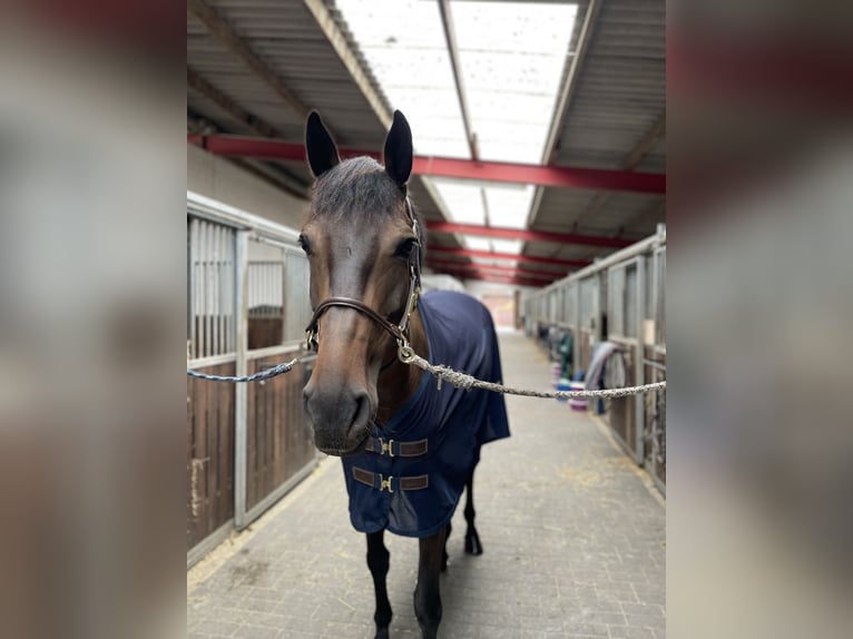 Oldenburger Springpferd Stute 8 Jahre 176 cm Dunkelbrauner in Springe