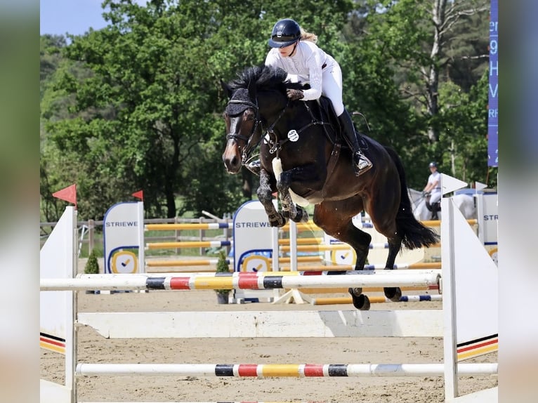 Oldenburger Springpferd Stute 8 Jahre 176 cm Dunkelbrauner in Springe