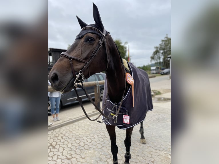 Oldenburger Springpferd Stute 8 Jahre 176 cm Dunkelbrauner in Springe