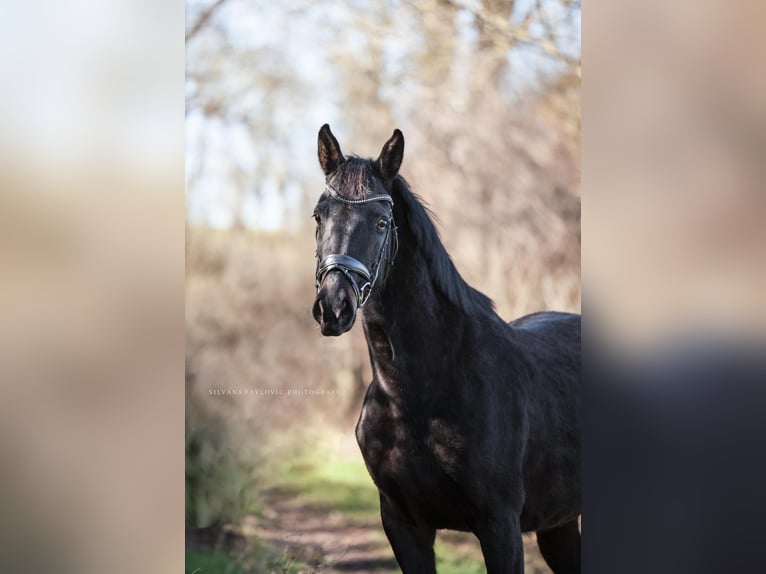 Oldenburger Springpferd Stute 9 Jahre 162 cm Rappe in Bruchsal Oldenburger Springpferd Stute 9 Jahre 162 cm Rappe in Bruchsal