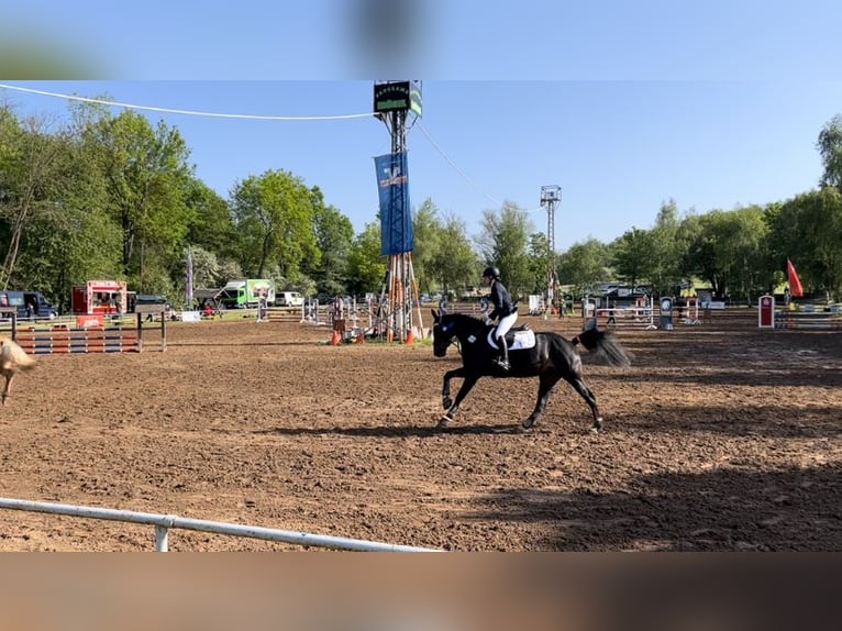 Oldenburger Springpferd Stute 9 Jahre 162 cm Schwarzbrauner in Am Ettersberg