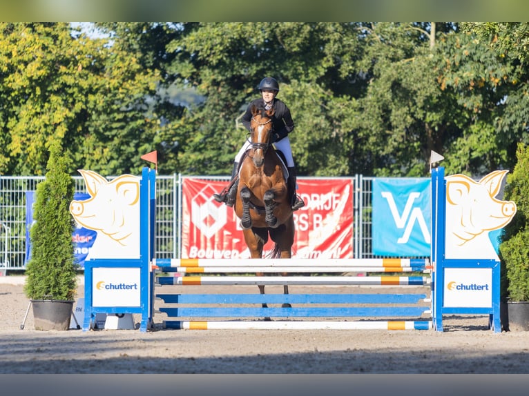 Oldenburger Springpferd Stute 9 Jahre 163 cm Brauner in Nijverdal