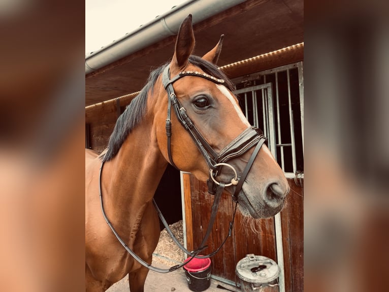 Oldenburger Springpferd Stute 9 Jahre 163 cm Brauner in Nijverdal