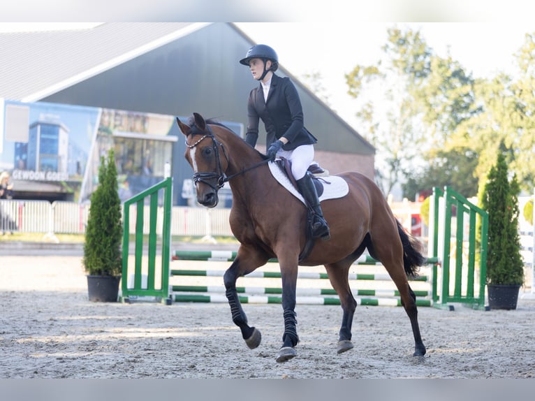 Oldenburger Springpferd Stute 9 Jahre 163 cm Brauner in Nijverdal