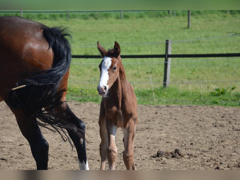 Oldenburger Springpferd Stute 9 Jahre 163 cm Brauner in Wildeshausen