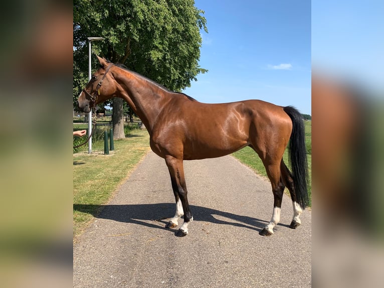 Oldenburger Springpferd Stute 9 Jahre 165 cm Brauner in Weiterstadt