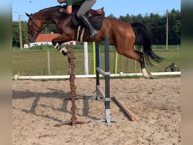 Oldenburger Springpferd Stute 9 Jahre 165 cm Brauner in Weiterstadt