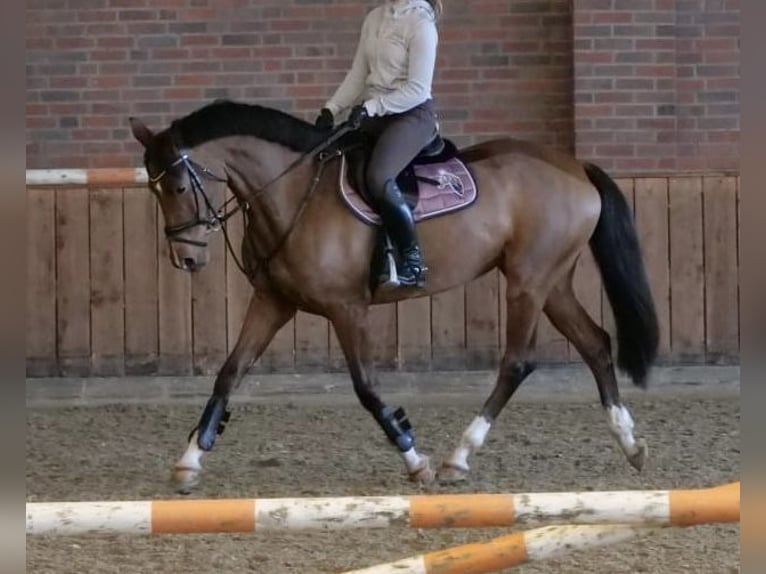 Oldenburger Springpferd Stute 9 Jahre 165 cm Brauner in Merzen