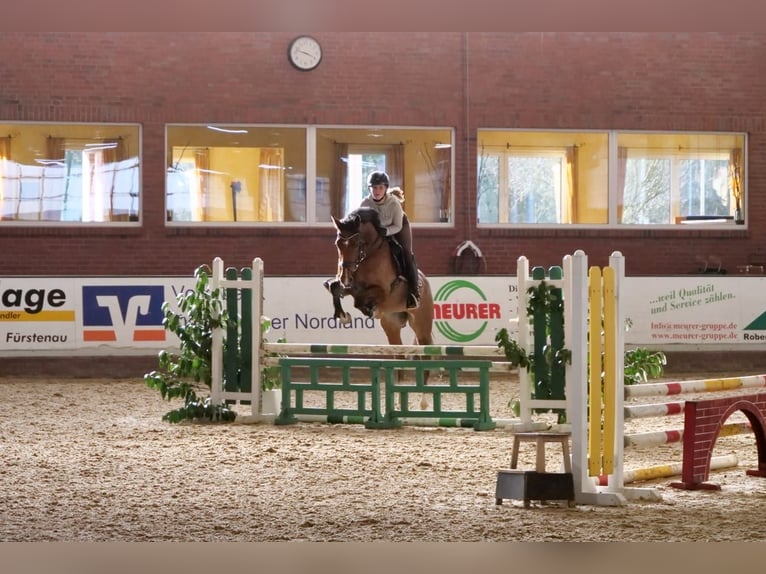 Oldenburger Springpferd Stute 9 Jahre 165 cm Brauner in Merzen