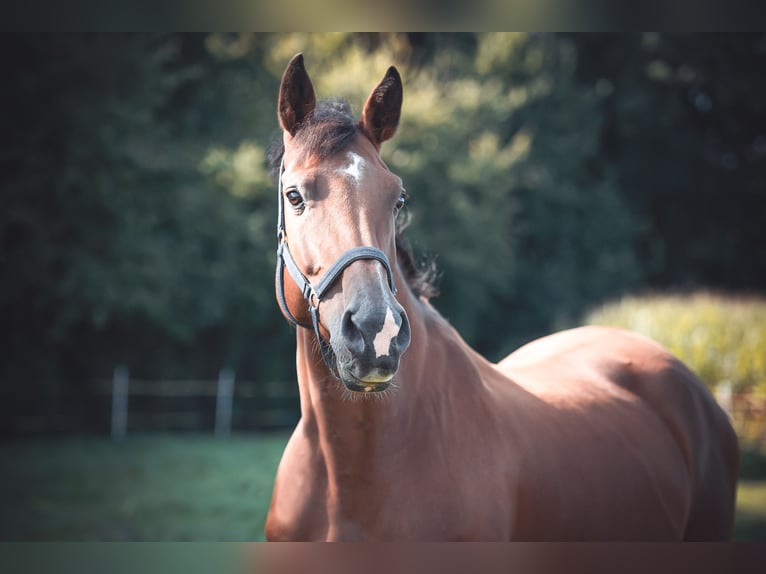 Oldenburger Springpferd Stute 9 Jahre 165 cm Brauner in Merzen