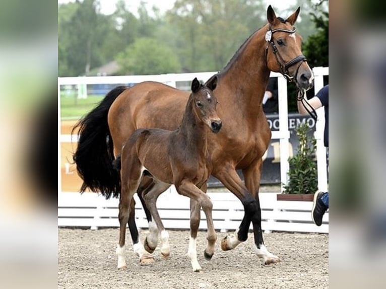 Oldenburger Springpferd Stute 9 Jahre 165 cm Brauner in Merzen