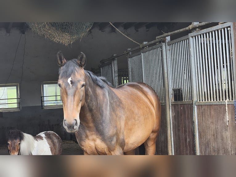 Oldenburger Springpferd Stute 9 Jahre 165 cm Dunkelbrauner in Wenden
