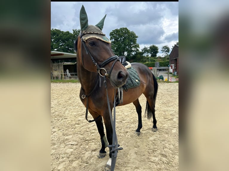 Oldenburger Springpferd Stute 9 Jahre 165 cm Dunkelbrauner in Wenden