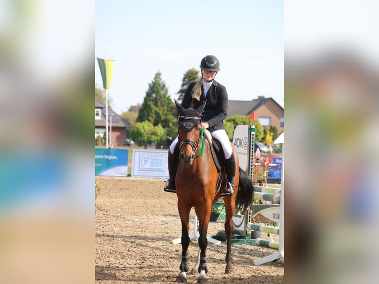 Oldenburger Springpferd Stute 9 Jahre 165 cm Dunkelbrauner in Borstel