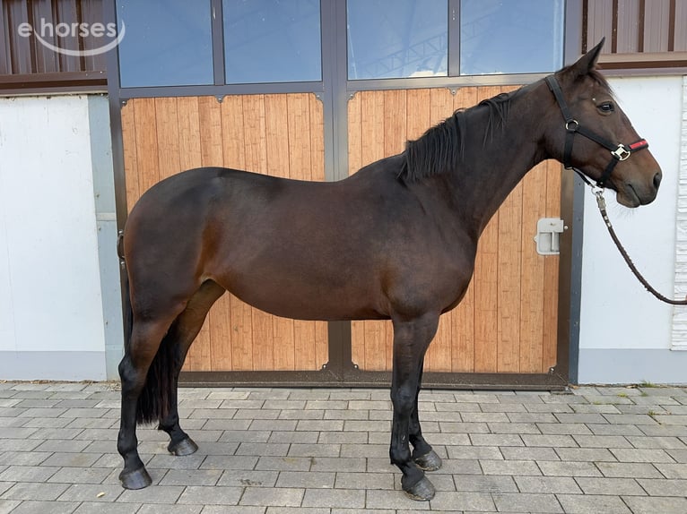 Oldenburger Springpferd Stute 9 Jahre 165 cm Dunkelbrauner in Dornburg