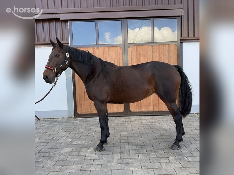 Oldenburger Springpferd Stute 9 Jahre 165 cm Dunkelbrauner in Dornburg