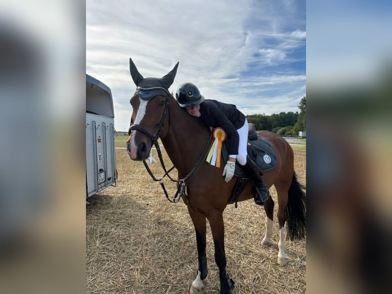 Oldenburger Springpferd Stute 9 Jahre 167 cm Brauner in Cremlingen