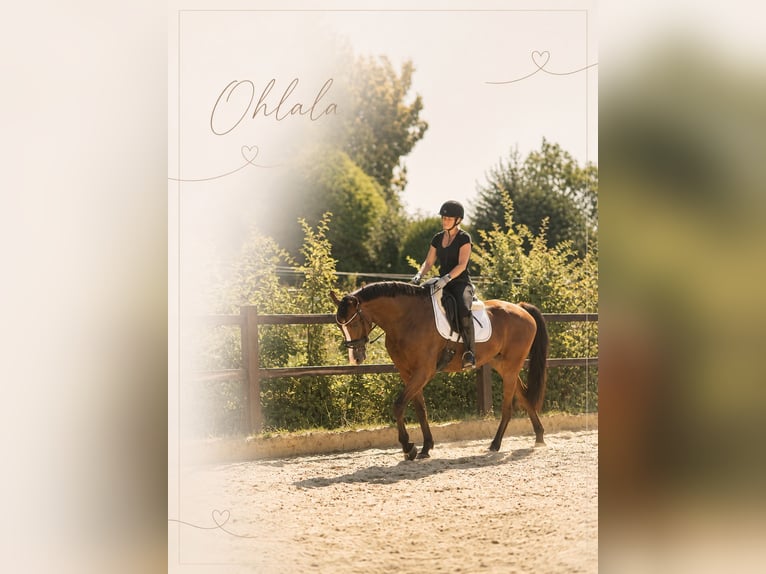 Oldenburger Springpferd Stute 9 Jahre 167 cm Brauner in Gevelsberg