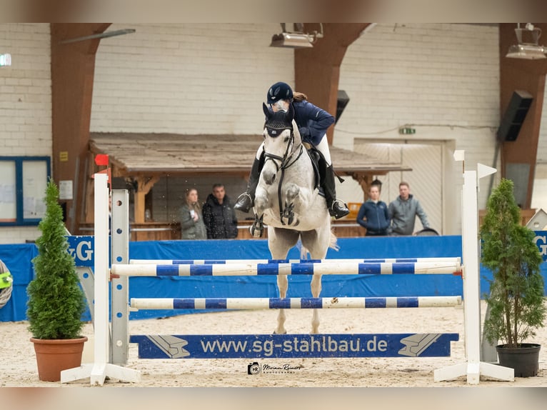 Oldenburger Springpferd Stute 9 Jahre 167 cm Schimmel in Kamen