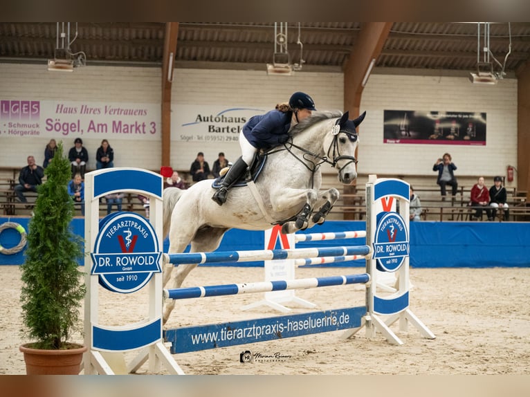 Oldenburger Springpferd Stute 9 Jahre 167 cm Schimmel in Walchum