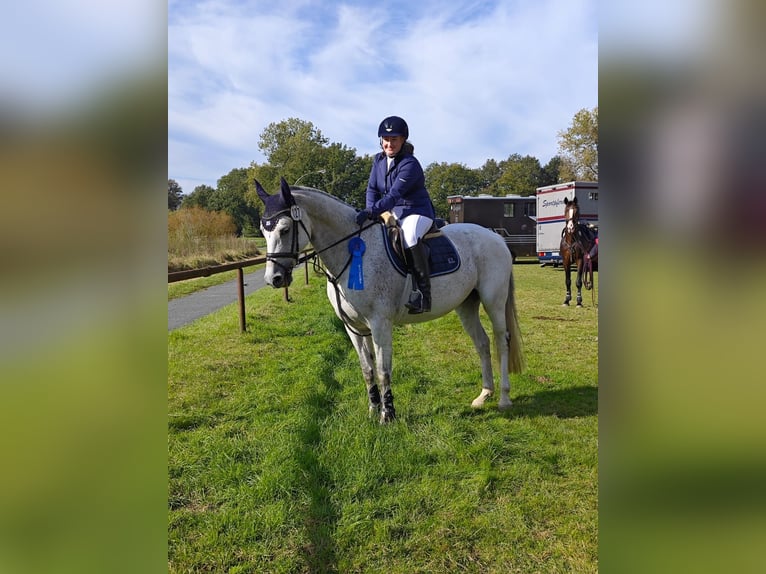 Oldenburger Springpferd Stute 9 Jahre 167 cm Schimmel in Walchum