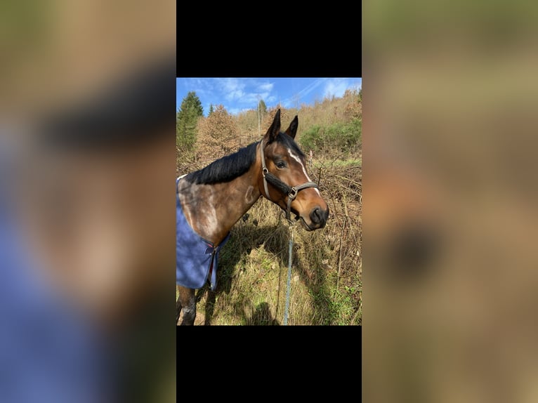 Oldenburger Springpferd Stute 9 Jahre 168 cm Brauner in Palzem