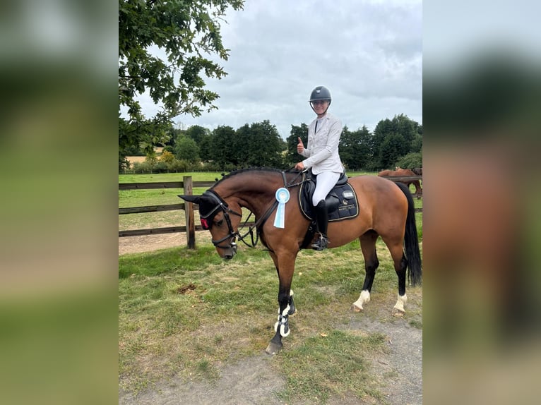 Oldenburger Springpferd Stute 9 Jahre 168 cm Brauner in Bielefeld