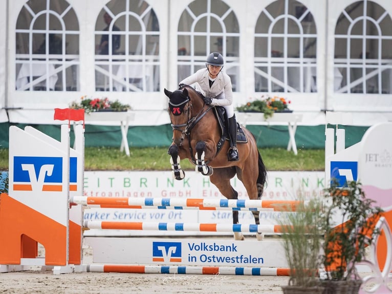 Oldenburger Springpferd Stute 9 Jahre 168 cm Brauner in Bielefeld