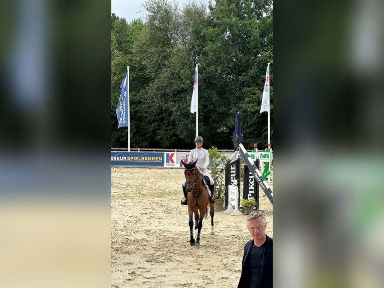 Oldenburger Springpferd Stute 9 Jahre 168 cm Brauner in Bielefeld