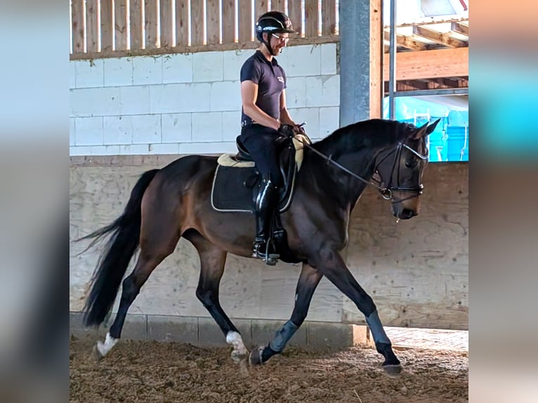 Oldenburger Springpferd Stute 9 Jahre 168 cm Dunkelbrauner in Großrinderfeld