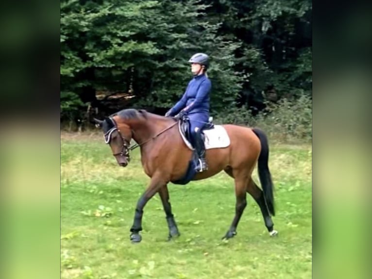 Oldenburger Springpferd Stute 9 Jahre 168 cm Dunkelbrauner in Wehrheim