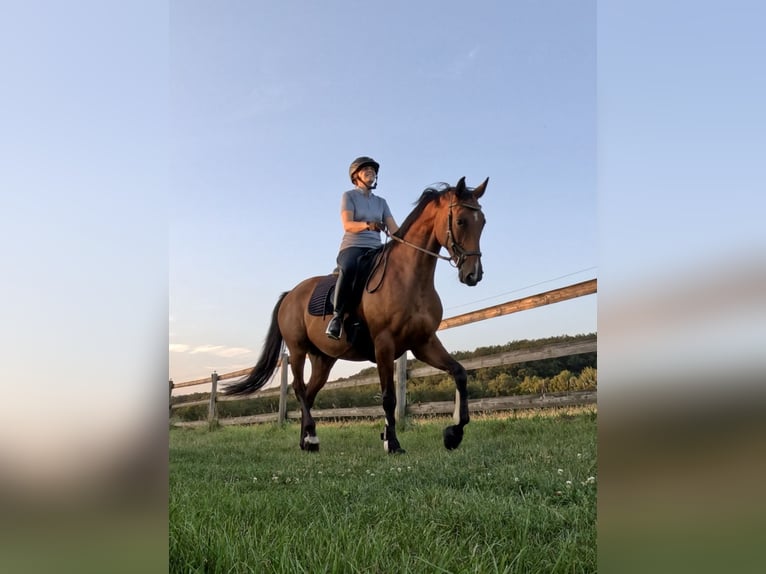 Oldenburger Springpferd Stute 9 Jahre 168 cm Dunkelbrauner in Wehrheim