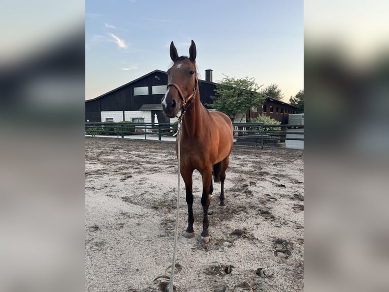 Oldenburger Springpferd Stute 9 Jahre 168 cm Dunkelbrauner in Wehrheim