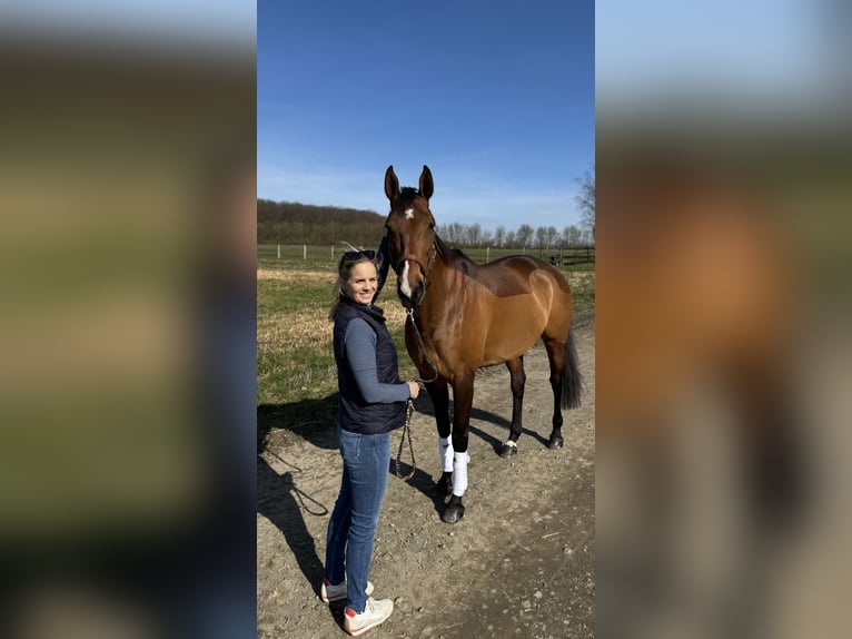 Oldenburger Springpferd Stute 9 Jahre 168 cm Dunkelbrauner in Wehrheim