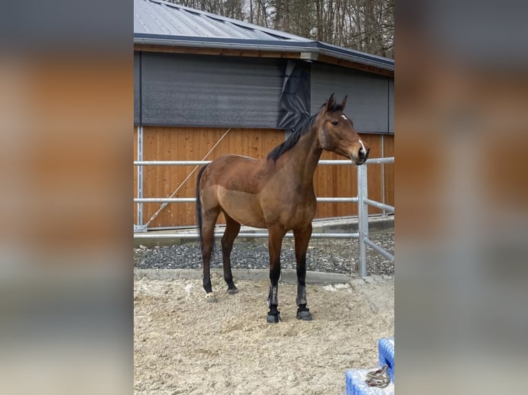 Oldenburger Springpferd Stute 9 Jahre 168 cm Dunkelbrauner in Wehrheim