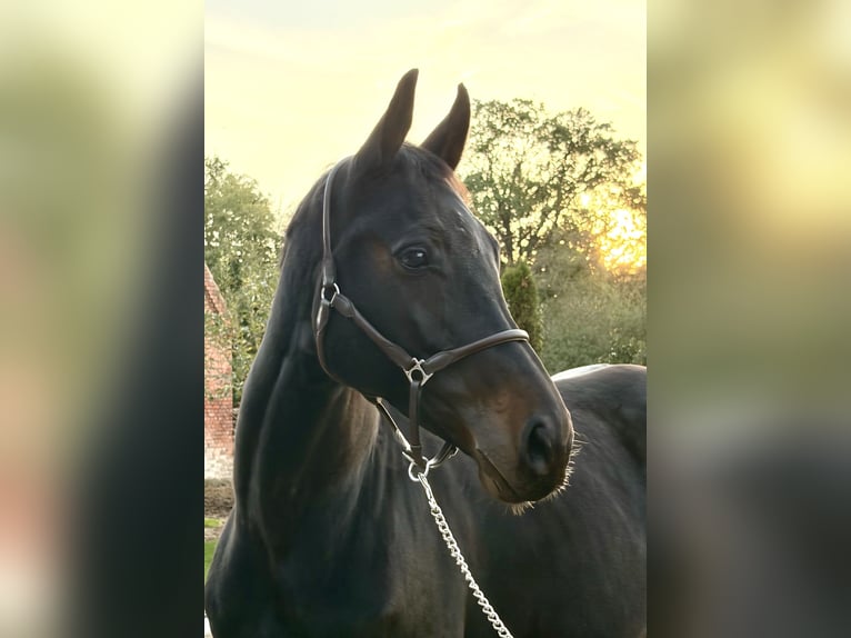 Oldenburger Springpferd Stute 9 Jahre 168 cm Dunkelbrauner in Martfeld
