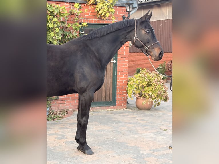 Oldenburger Springpferd Stute 9 Jahre 168 cm Dunkelbrauner in Martfeld
