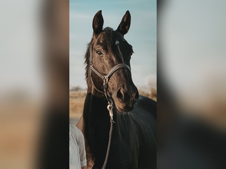 Oldenburger Springpferd Stute 9 Jahre 168 cm Rappe in Alsdorf