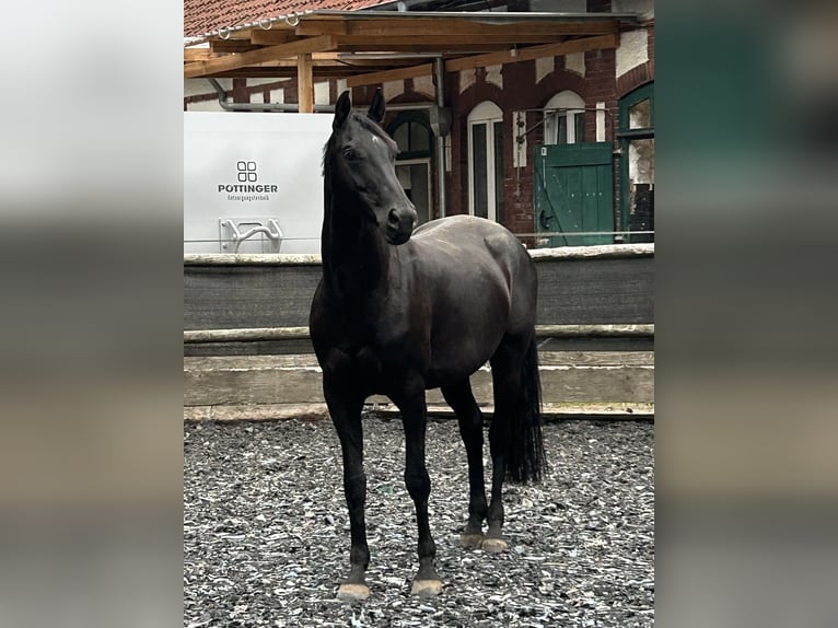 Oldenburger Springpferd Stute 9 Jahre 168 cm Rappe in Alsdorf