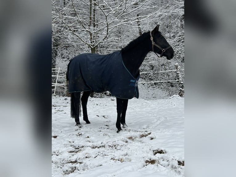 Oldenburger Springpferd Stute 9 Jahre 168 cm Rappe in Alsdorf