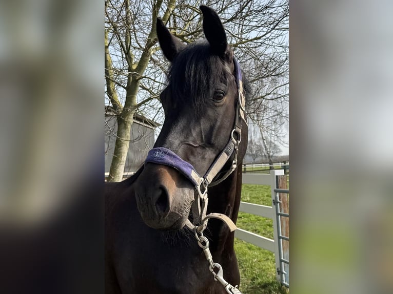 Oldenburger Springpferd Stute 9 Jahre 168 cm Rappe in Ense sieveringen