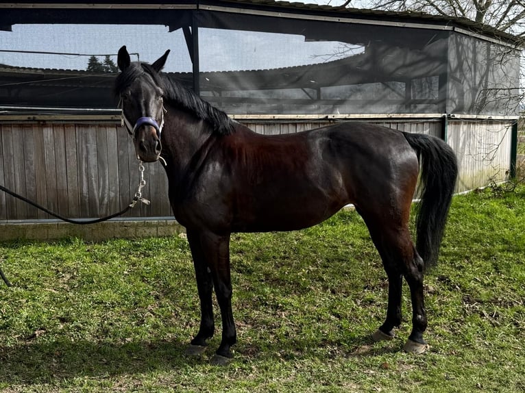 Oldenburger Springpferd Stute 9 Jahre 168 cm Rappe in Ense sieveringen